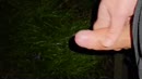Lente, film 00:00:15, 2 reacties, 6 stemmen