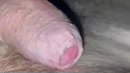 Mijn eikel bloot leggen., film 00:00:21, 2 reacties, 8 stemmen