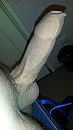 Mijn pik, foto 1836x3264, 2 reacties, 8 stemmen