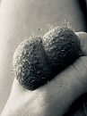 My furry balls, foto 3000x4000, 0 reacties, 2 stemmen