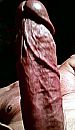 P¡k omh00g, foto 255x438, 1 reacties, 6 stemmen