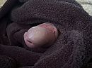 Peek through, foto 4000x3000, 0 reacties, 5 stemmen