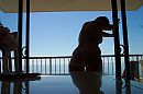 Shadow, foto 2160x1440, 7 reacties, 51 stemmen