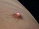 Shiny Nip, foto 4000x3000, 0 reacties, 5 stemmen