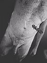 Soapy, foto 2320x3088, 1 reacties, 1 stemmen