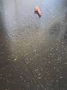 Squirt, foto 720x960, 0 reacties, 2 stemmen