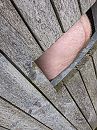 Vogelspotplaats, foto 2736x3648, 1 reacties, 3 stemmen