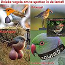 Vreemde lente vogels spotten, foto 3200x3200, 1 reacties, 4 stemmen