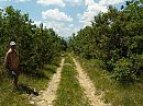 Wandeling Saint-Germain (F), foto 800x600, 1 reacties, 7 stemmen