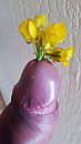 Zeg het met bloemen, foto 2250x4000, 0 reacties, 2 stemmen