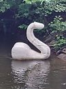 Zwaan of...., foto 3000x4000, 1 reacties, 8 stemmen