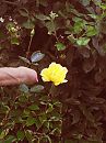 bloem2, foto 2736x3648, 1 reacties, 10 stemmen