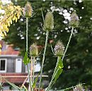de boosdoener  grrr, foto 597x593, 24 reacties, 31 stemmen