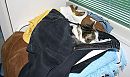 de poes, foto 1079x647, 0 reacties, 5 stemmen