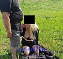 dikke vette pijp lul, foto 1200x1141, 13 reacties, 79 stemmen