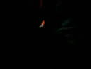 even pijpen, film 00:00:00, 8 reacties, 49 stemmen