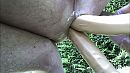 graag 2 pikken....mmm, foto 1334x750, 14 reacties, 46 stemmen