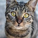 hier men poesje zoals je vroeg, foto 953x960, 4 reacties, 8 stemmen