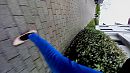 hmm wat werd ik nagestaard, foto 1280x720, 1 reacties, 7 stemmen
