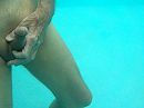 leven onder water, foto 1136x852, 1 reacties, 7 stemmen
