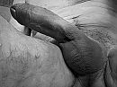 m17, foto 1139x854, 1 reacties, 4 stemmen