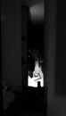 sloppy, film 00:00:18, 2 reacties, 16 stemmen