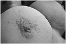 soft and huggable, foto 1024x688, 25 reacties, 65 stemmen