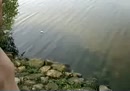 vissen voeren :), film 00:00:00, 13 reacties, 72 stemmen