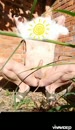 Alle beetjes helpen..., film 00:00:00, 8 reacties, 28 stemmen