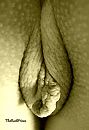 Artistieke close-up, foto 2308x3336, 4 reacties, 17 stemmen