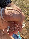 Ballen en eikel op ijs, foto 3000x4000, 2 reacties, 12 stemmen