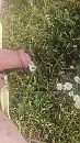 Bloemetjes, foto 2252x4000, 1 reacties, 4 stemmen