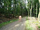 Bos, foto 4000x3000, 2 reacties, 10 stemmen