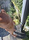 Buiten douche, foto 1200x1600, 2 reacties, 8 stemmen