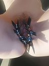 Clamps, foto 1536x2048, 11 reacties, 59 stemmen