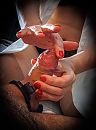 Daar is de glaze al ;-), foto 759x1021, 11 reacties, 55 stemmen