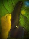 Dildodoing, foto 855x1147, 0 reacties, 13 stemmen