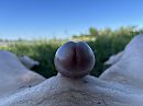 Eikel, foto 4000x3000, 2 reacties, 8 stemmen