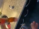 Flesje drinken klaar maken, film 00:00:18, 0 reacties, 3 stemmen