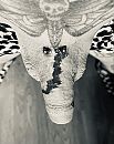 Freaky or joyful, foto 2399x3024, 0 reacties, 4 stemmen