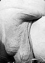 Genieten, foto 1926x2701, 1 reacties, 2 stemmen