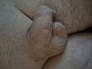 Geschoren en gedoucht, foto 4000x3000, 1 reacties, 2 stemmen