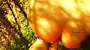 Golden hour..., foto 4000x2250, 3 reacties, 25 stemmen