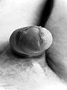 Horny me, foto 3000x4000, 1 reacties, 2 stemmen