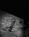 How yeah, foto 2074x2626, 7 reacties, 24 stemmen