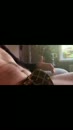 Ik heb hem vast voor je, film 00:00:17, 0 reacties, 3 stemmen