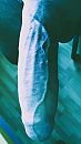 In blue light, foto 1520x2688, 4 reacties, 3 stemmen