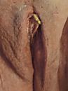 Kut, foto 1278x1704, 4 reacties, 21 stemmen