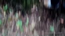 Lekker in het bos, film 00:00:11, 16 reacties, 56 stemmen