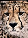 Looking for a pussy, foto 3000x4000, 1 reacties, 1 stemmen